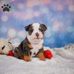 Bruno, Miniature Bulldog Puppy